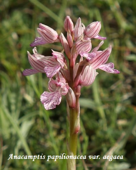 Orchidee dell''Epiro e del Peloponneso